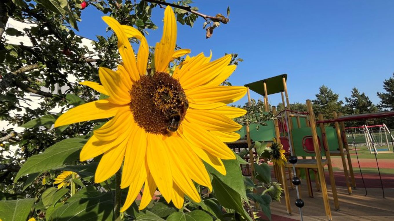 Foto: Sverre A en solsikke