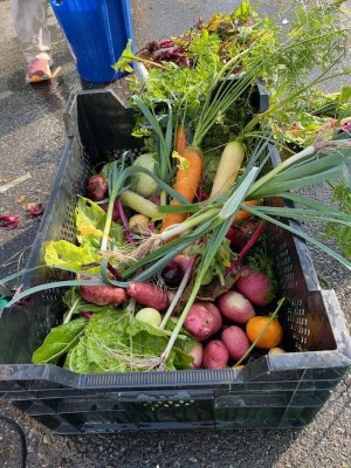 en kurv med grønnsaker